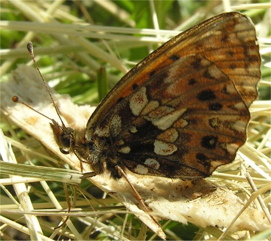 Nymphalidae: Boloria dia